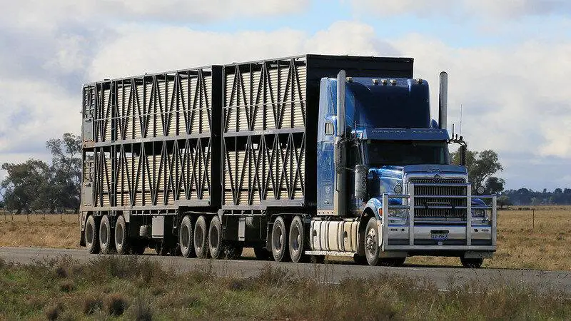 why do cattle haulers drive so fast